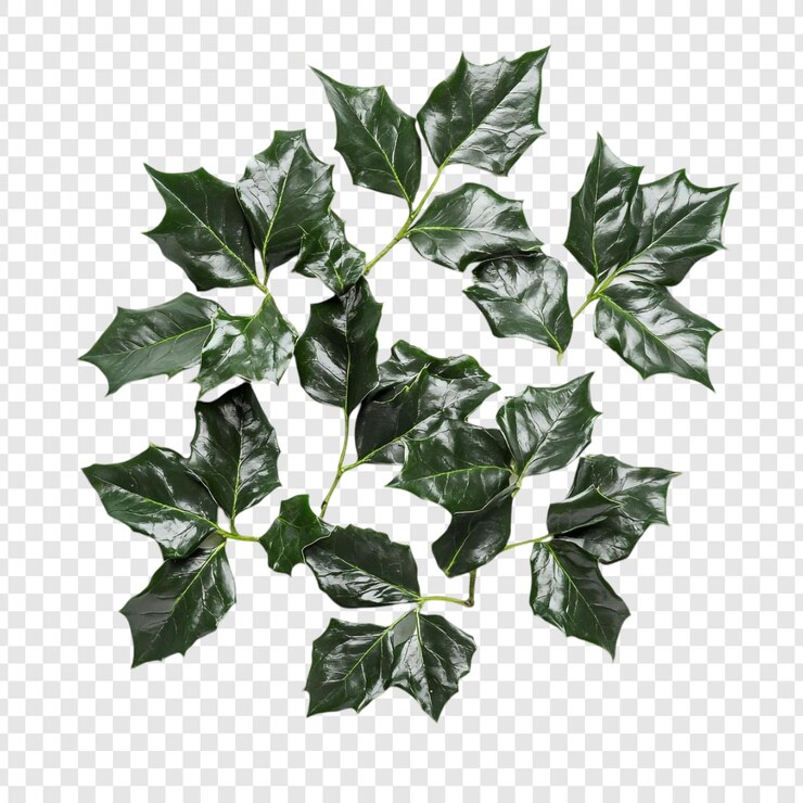 PSD gratuito arreglo de hojas de acebo verde oscuro una composición botánica