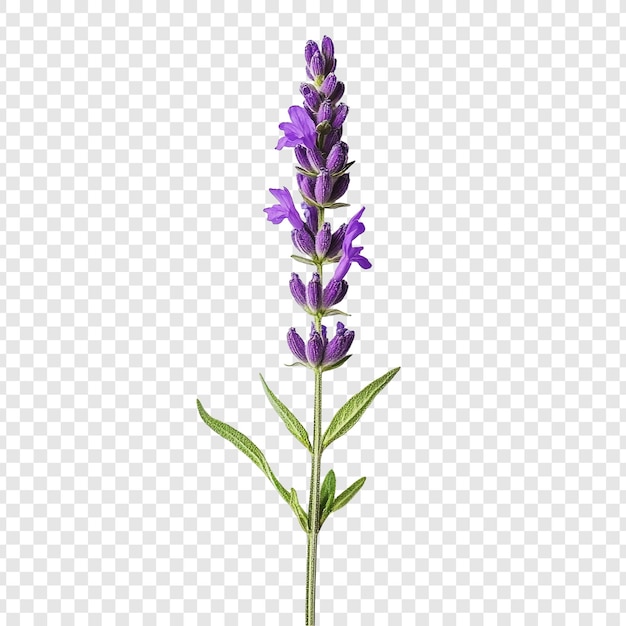 Una asombrosa ramita de lavanda florece de color púrpura y tiene hojas verdes