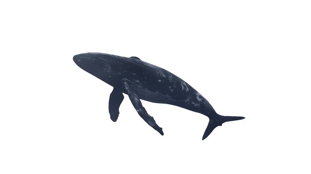 La ballena nadando aislada