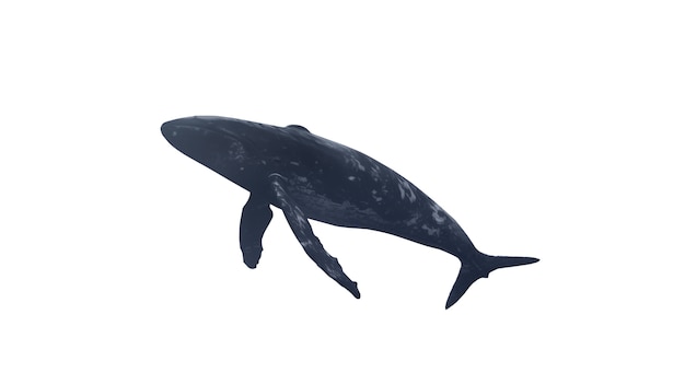La ballena nadando aislada