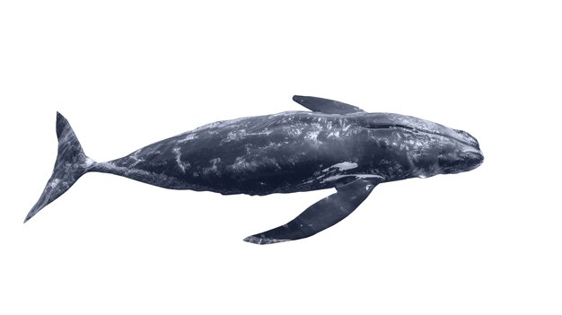 La ballena nadando aislada