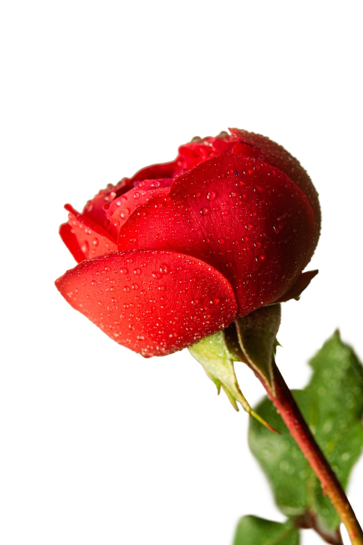 PSD Gratis beautiful flower macro nature
