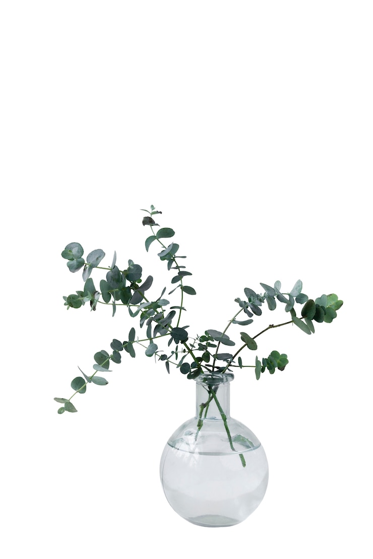PSD Gratis beautiful plant in vase headshot still life