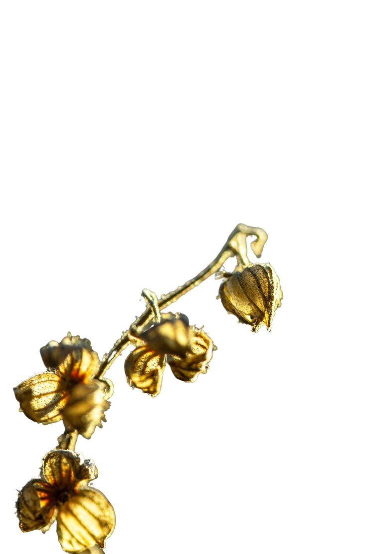 PSD Gratis beautiful plant macro nature