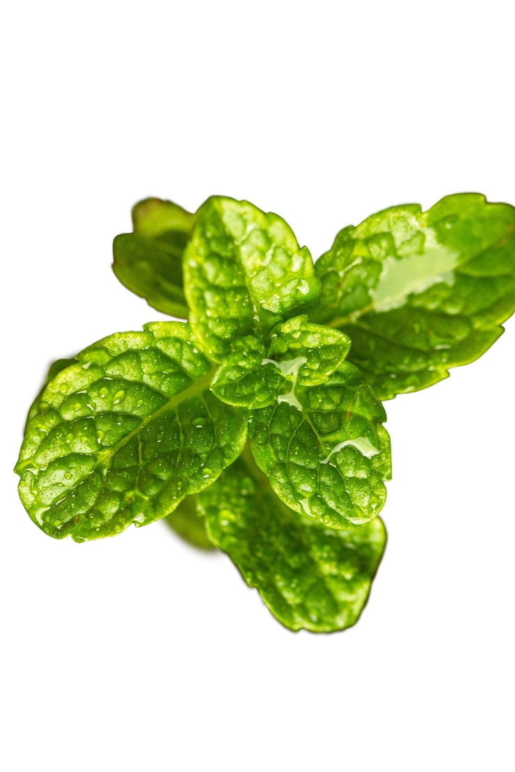 PSD gratuito bella foglia macro natura