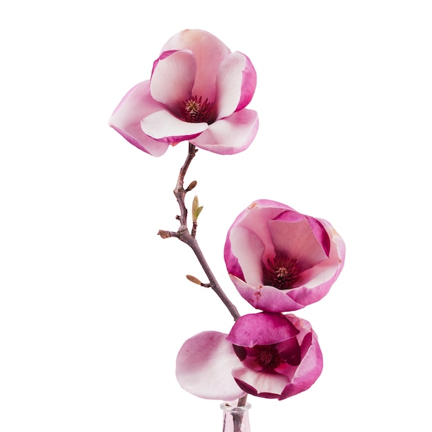 Bello fiore della magnolia isolato
