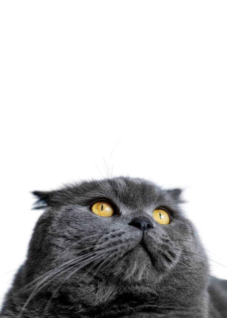PSD gratuito bello ritratto del gatto isolato