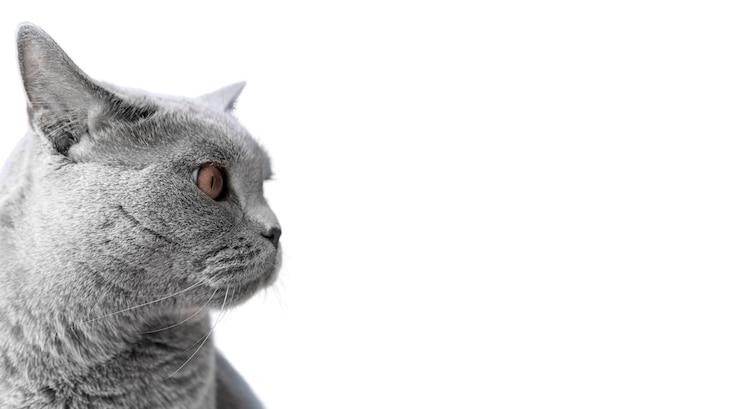 PSD gratuito bello ritratto del gatto isolato