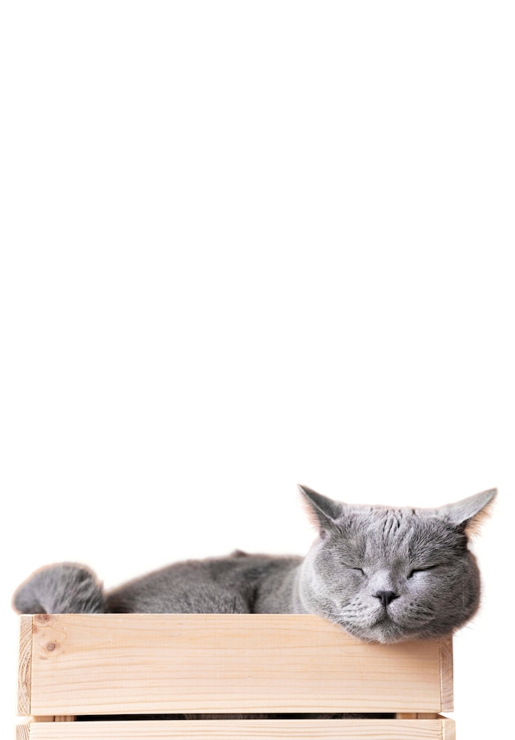 PSD gratuito bello ritratto del gatto isolato