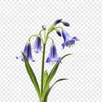 Gratis PSD bluebell bloem geïsoleerd op transparante achtergrond