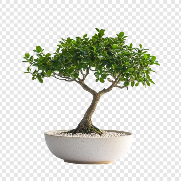 Un bonsai sereno, una obra maestra en miniatura de la naturaleza