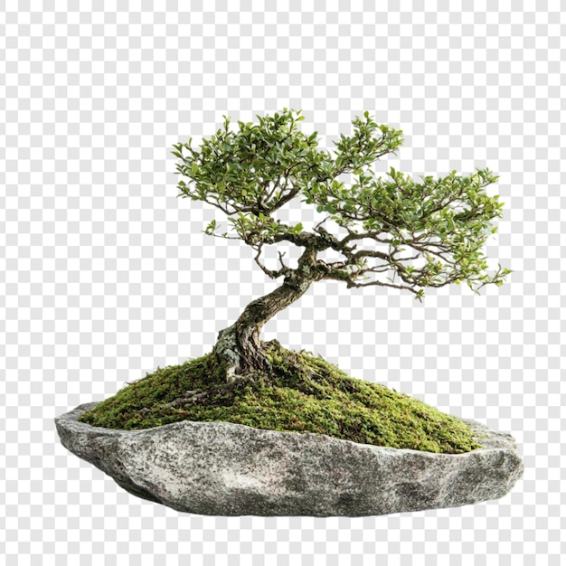 Un bonsai sereno en la roca