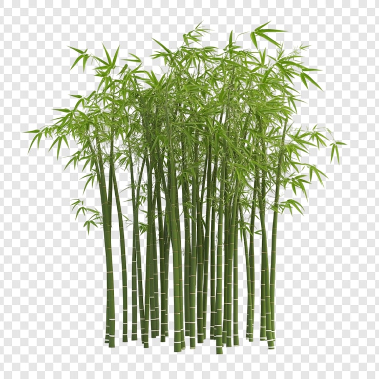 PSD gratuito el bosque de bambú verde y exuberante, la naturaleza tranquila, la paz y la serenidad.