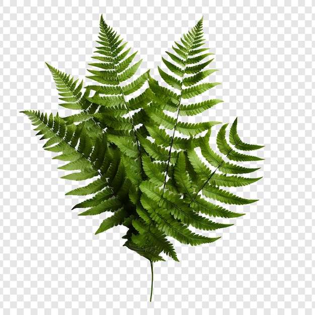 Gratis PSD boston fern nephrolepis exultate png geïsoleerd op transparante achtergrond