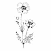 Gratis PSD botanische bloemen overzicht