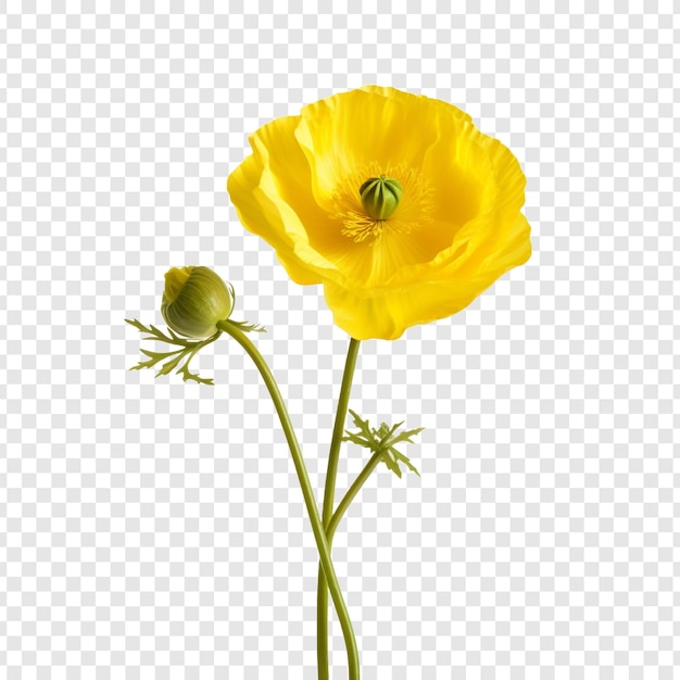 Gratis PSD boterbloem png geïsoleerd op transparante achtergrond