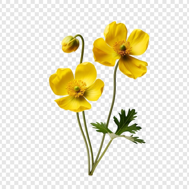 Gratis PSD boterbloem png geïsoleerd op transparante achtergrond