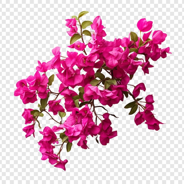 Bougainvillea bloem geïsoleerd op doorzichtige achtergrond