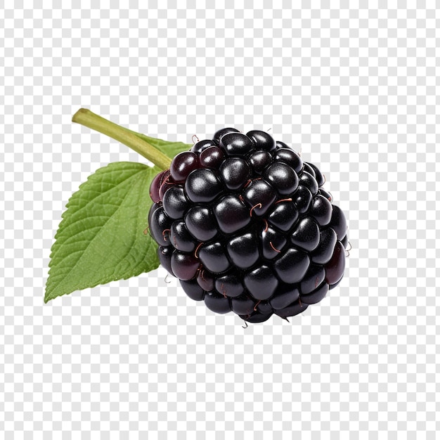 Gratis PSD boysenberry geïsoleerd op transparante achtergrond