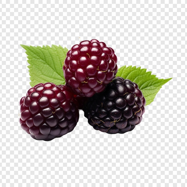 Gratis PSD boysenberry geïsoleerd op transparante achtergrond