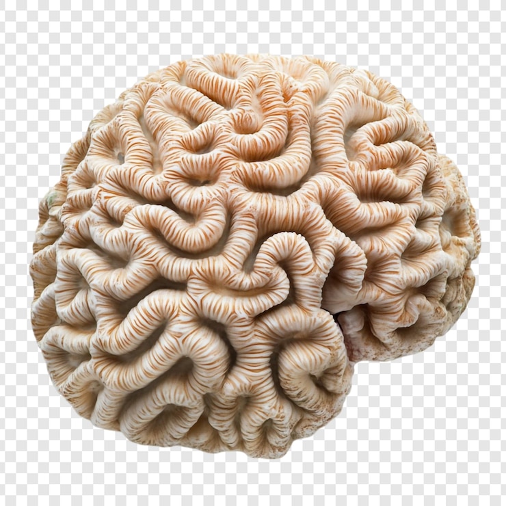 PSD Gratis brain coral a striking resemblance to the human brain