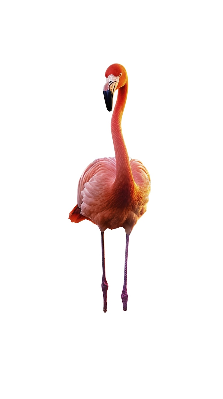 PSD Gratis burung flamingo terisolasi