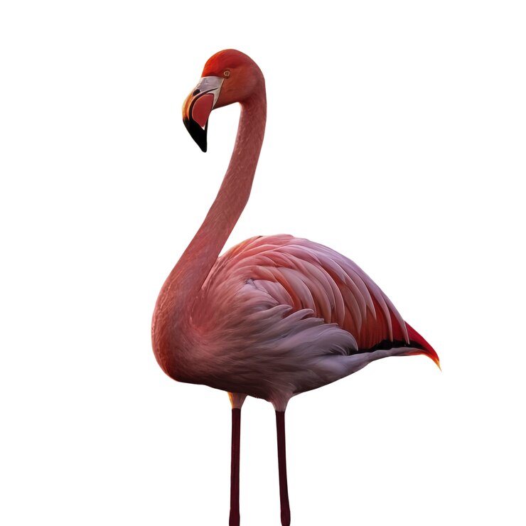 PSD Gratis burung flamingo terisolasi