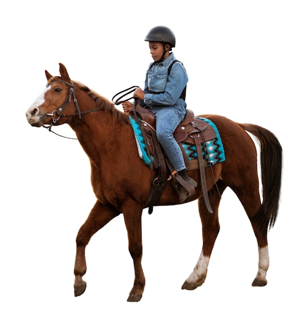 Caballo listo para el equitación aislado