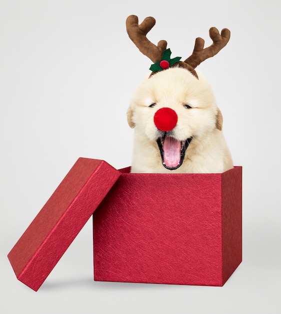 PSD gratuito cachorro de golden retriever en una caja de regalo de navidad roja