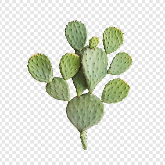 El cactus de la pera espinosa es una impresionante muestra de la flora del desierto