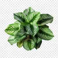 PSD gratuito calathea orbifolia png aislado sobre fondo transparente