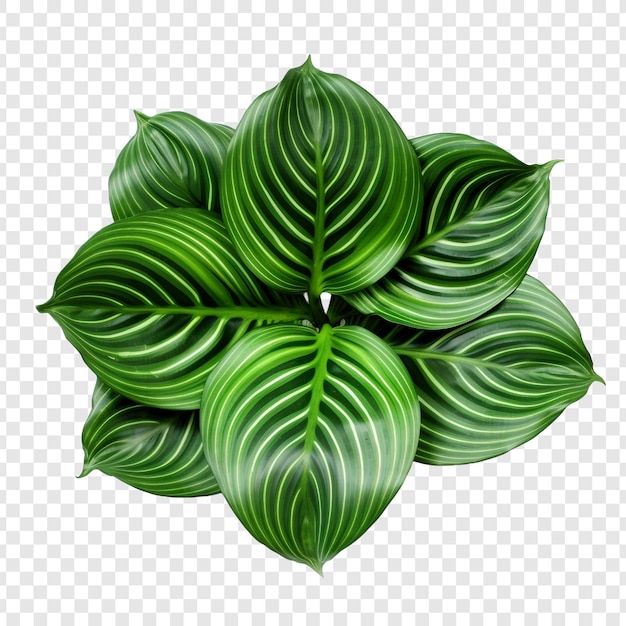 PSD gratuito calathea orbifolia png aislado sobre fondo transparente