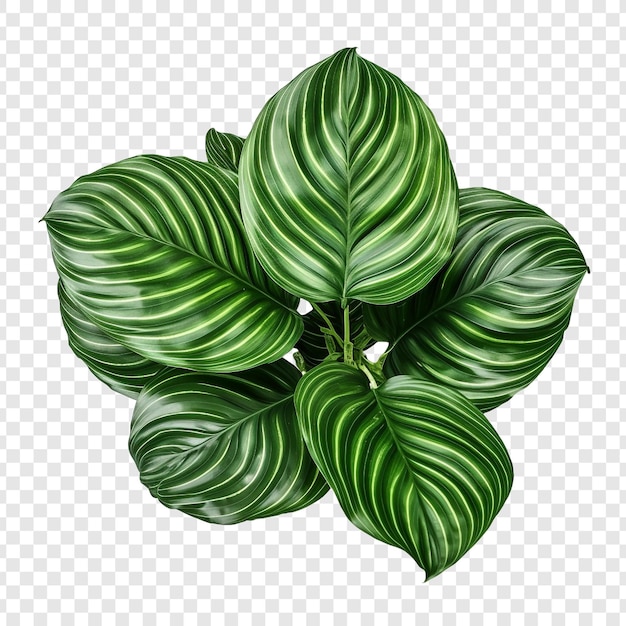 PSD gratuito calathea orbifolia png aislado sobre fondo transparente