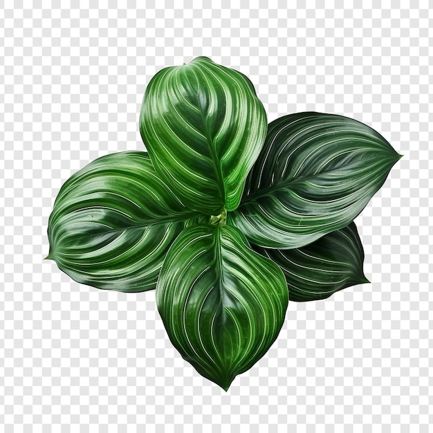 PSD gratuito calathea orbifolia png aislado sobre fondo transparente