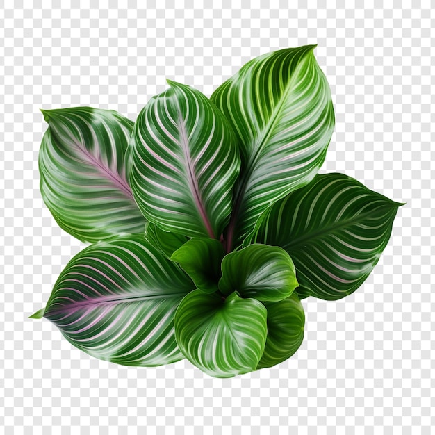 Gratis PSD calathea orbifolia png geïsoleerd op transparante achtergrond