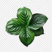 Gratis PSD calathea orbifolia png geïsoleerd op transparante achtergrond