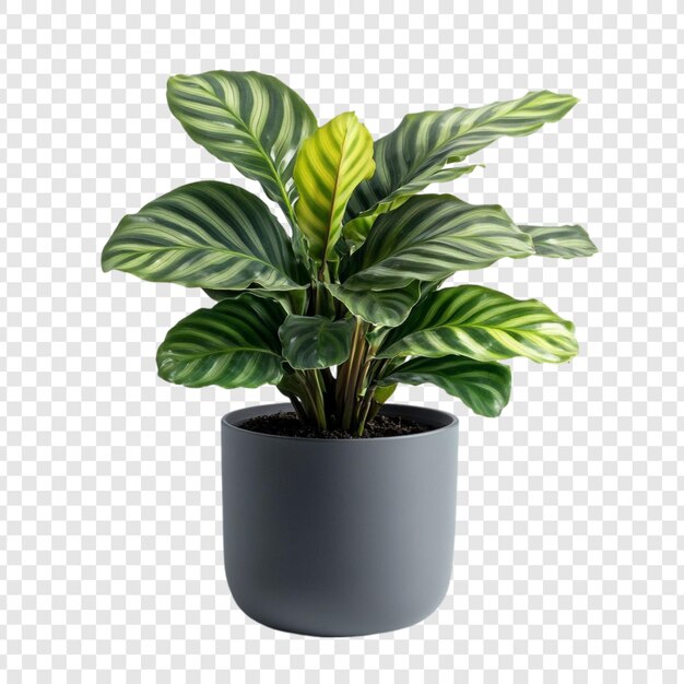 Calathea Ornata-plant in een grijze pot Een levendige binnenplant