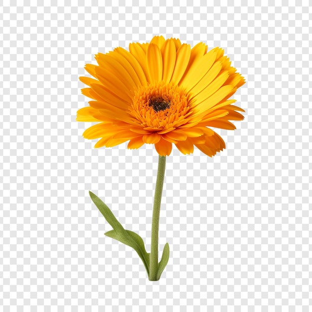 Gratis PSD calendula png geïsoleerd op transparante achtergrond