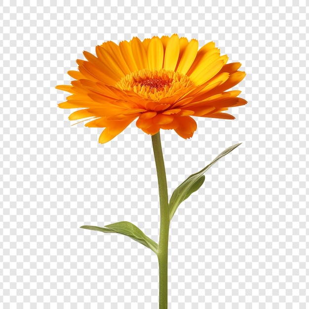 Calendula png geïsoleerd op transparante achtergrond