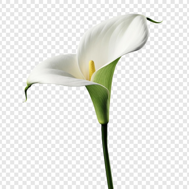 Gratis PSD calla lelie png geïsoleerd op transparante achtergrond