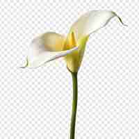 PSD gratuito calla lily png aislado sobre fondo transparente