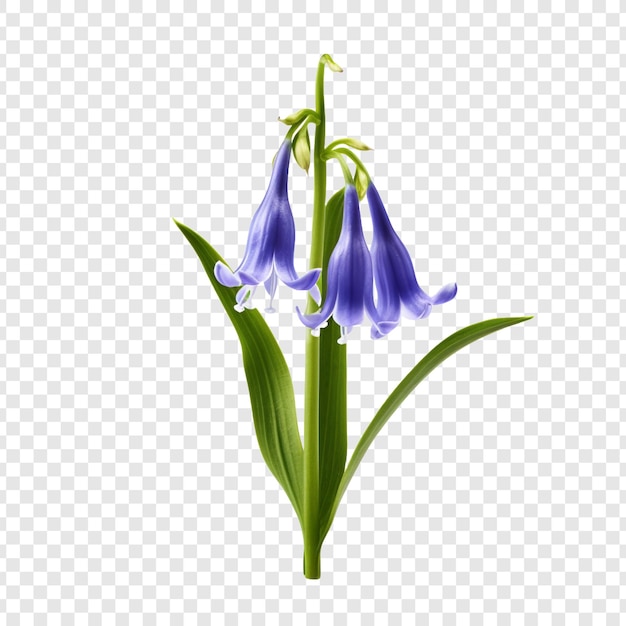 Campanilla png aislado sobre fondo transparente