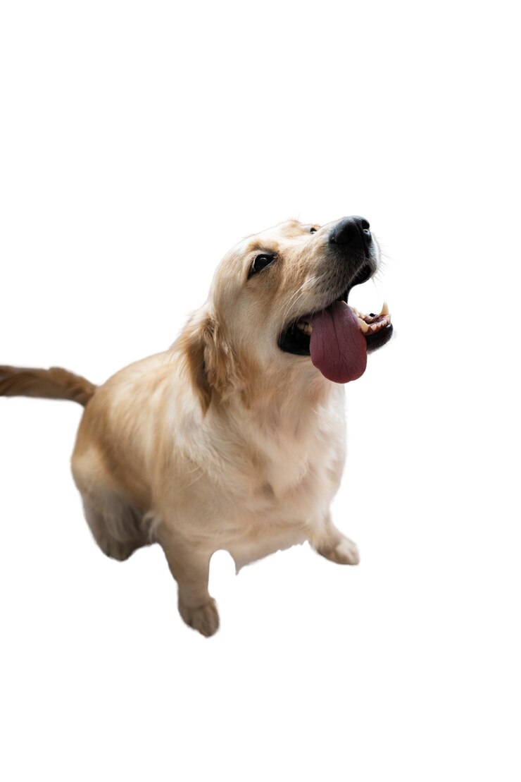 PSD gratuito cane adorabile isolato