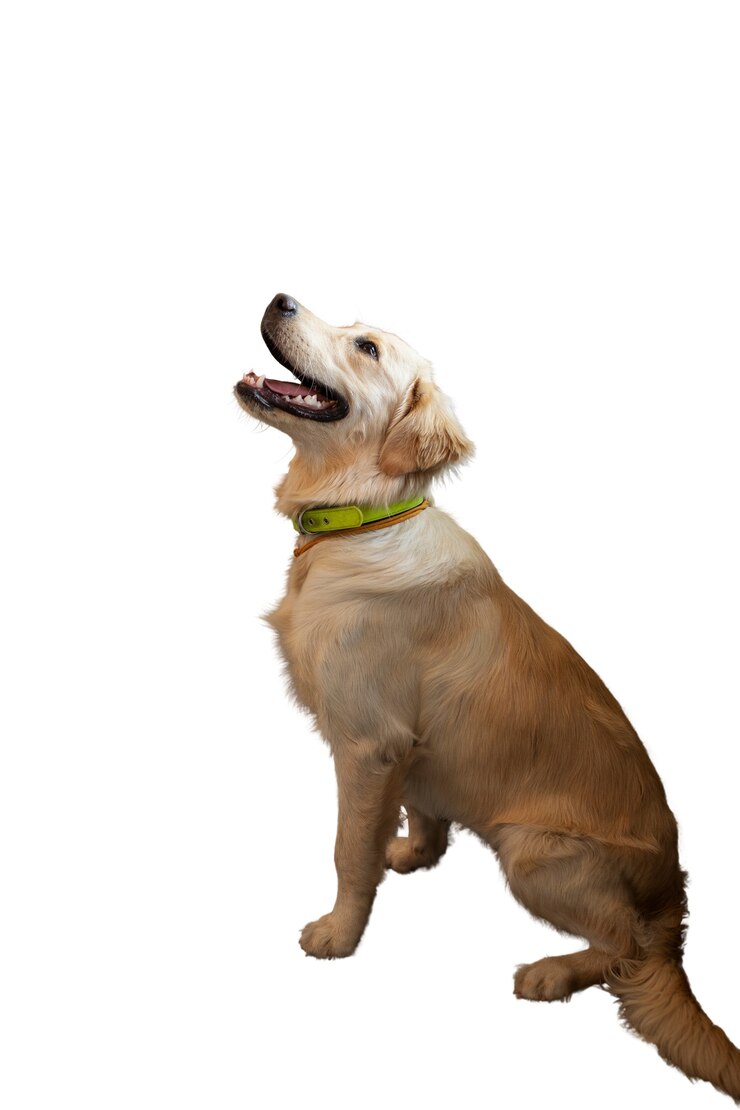 PSD gratuito cane adorabile isolato