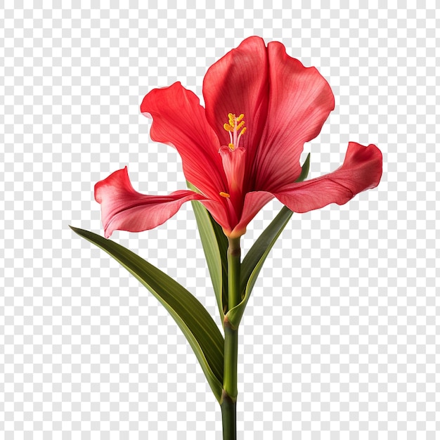 Canna lily flor png aislado sobre fondo transparente