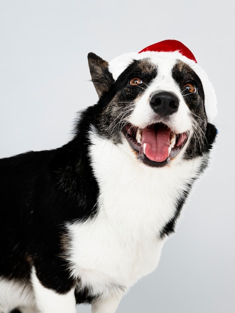 Cardigan Welsh Corgi con un gorro navideño