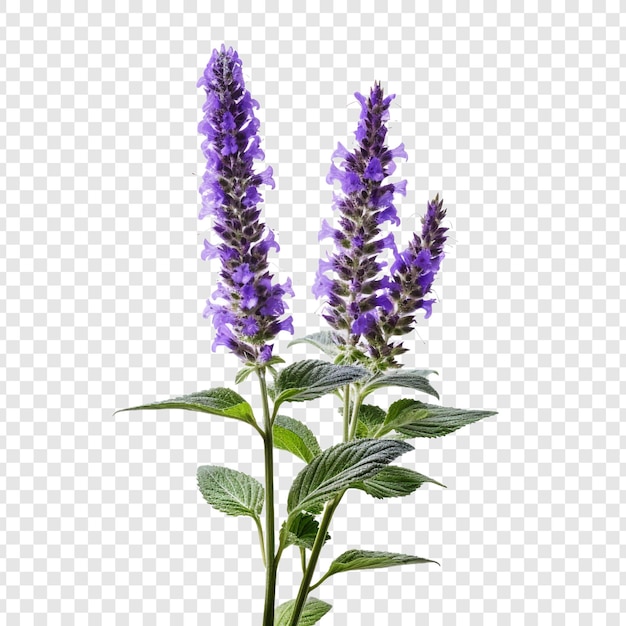 Gratis PSD catmint bloem geïsoleerd op transparante achtergrond