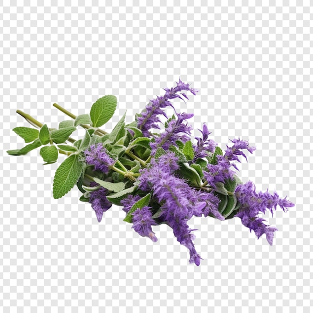 Gratis PSD catmint bloem png geïsoleerd op transparante achtergrond