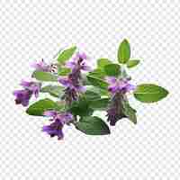 Gratis PSD catmint bloem png geïsoleerd op transparante achtergrond