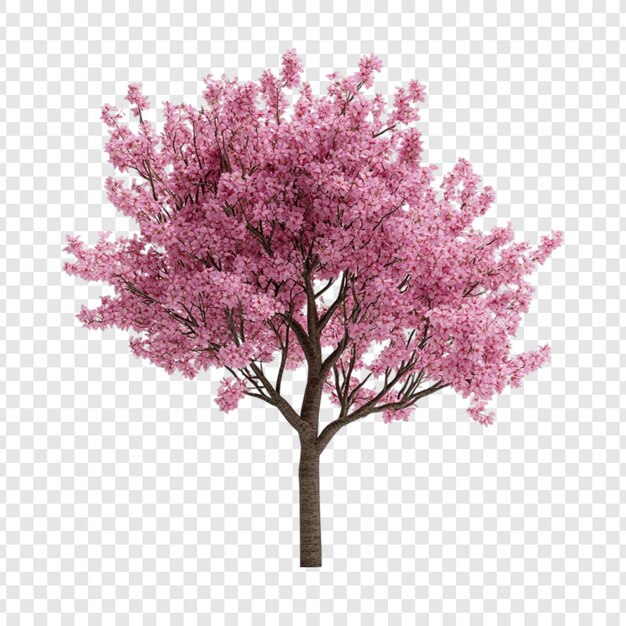 El cerezo rosado en pleno florecimiento